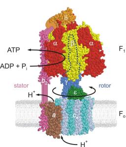 ATP_synthase