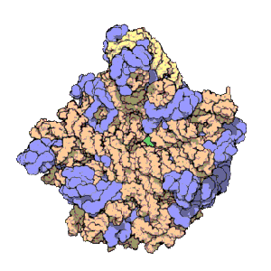 ribosome large subunit